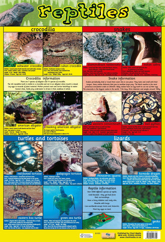 Poster 60cm x 40cm - Reptiles