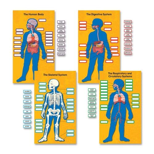 Human Body Bulletin Board Set - 84 Pieces