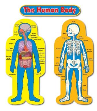 Child-Size Human Body Bulletin Board Set