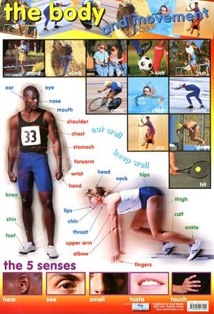 Poster 60cm x 40cm - The Body & Movement