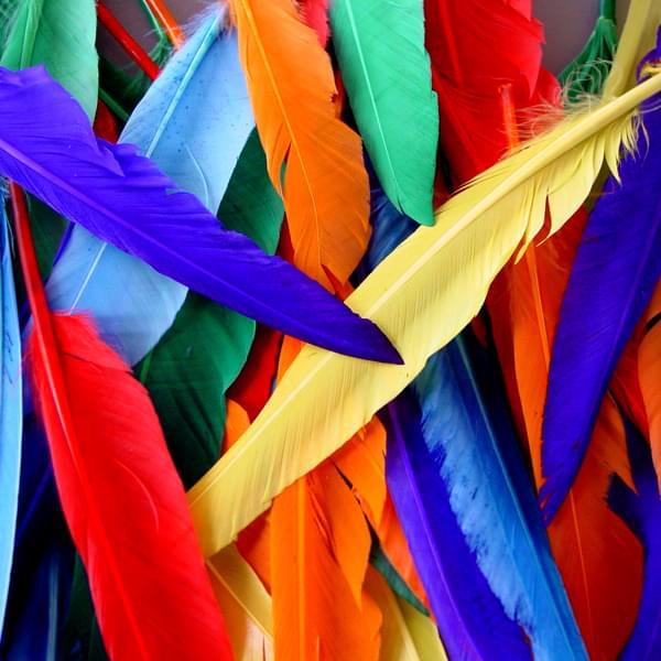 Indian Feathers Assorted Colours 30cm Pack of 25