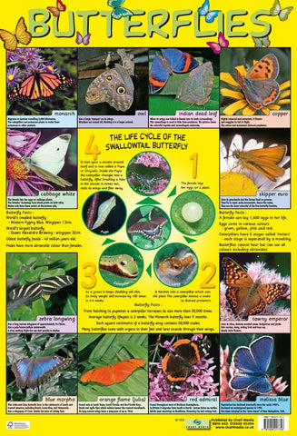 Poster 60cm x 40cm -  Butterflies