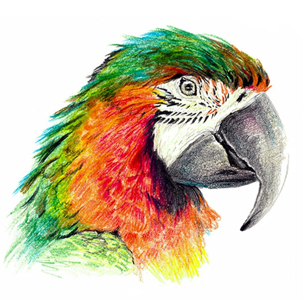 Classmaster Class Pack Colouring Pencils 144 Pack