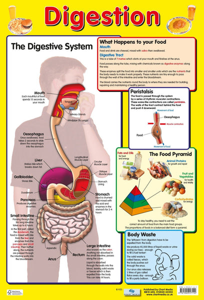 Poster 60cm x 40cm - Digestive System