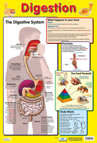 Poster 60cm x 40cm - Digestive System