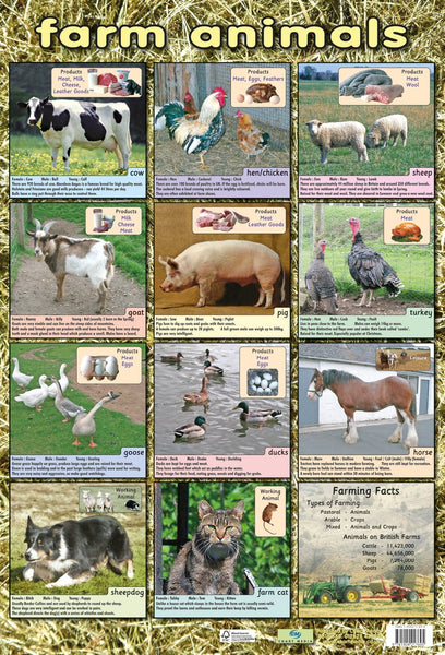 Poster 60cm x 40cm - Farm Animals