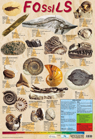 Poster 60cm x 40cm - Fossils