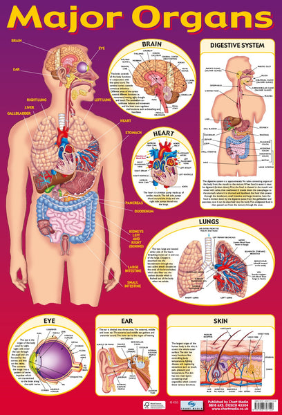 Poster 60cm x 40cm - Major Organs