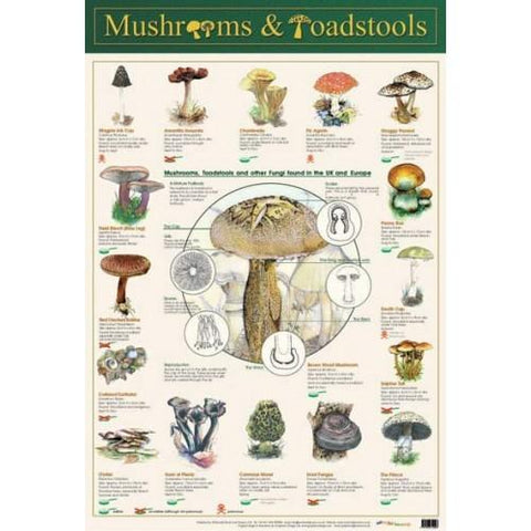 Poster 60cm x 40cm - Mushroom & Toadstools