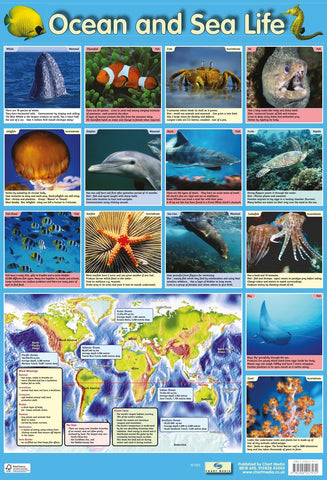 Poster 60cm x 40cm - Oceans & Sealife