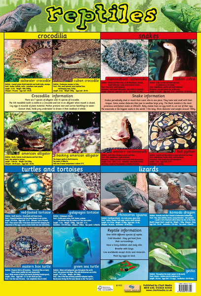 Poster 60cm x 40cm - Reptiles