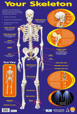 Poster 60cm x 40cm - Your Skeleton